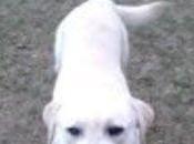 Labrador l'adoption Normandie mois battu...