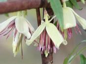 fruits Clematis napaulensis