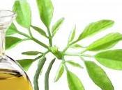 vertus l’huile Moringa pour peau cheveux