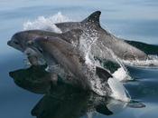L'évolution "récente" grands dauphins mieux comprise