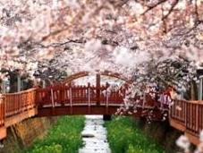 festival coréen cerisier