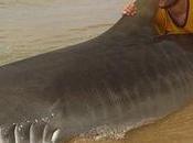 australien pêche requin tigre mètres long
