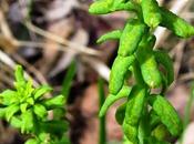 Euphorbe petit-cyprès parasitée