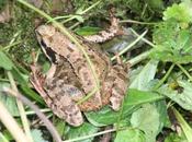 Rana esculenta