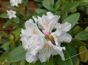 Marcotte Rhododendron....ratée