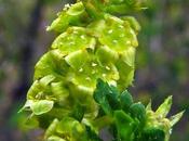 Ribes alpinum (Groseillier Alpes)