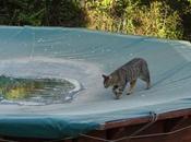 petit chat piscine