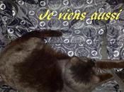 Amour chats toujours…