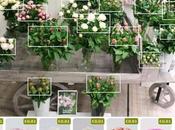 belles pivoines retrouver chez votre fleuriste