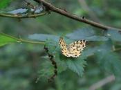 plus inoffensive panthères