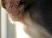 macaques secours handicapés.