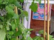 pieds tomates test permaculture 2015
