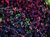NEURO: cultivent cortex laboratoire Nature Methods