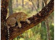 Sortir léopard d'un puits mince affaire