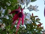 Fuchsia l'été