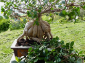 Ficus Ginseng, semaines après taille, images