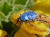 petit scarabée bleu vrai bijou...