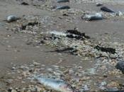 Charente-Maritime milliers poissons mystérieusement échoués plage