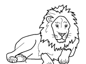 dessin lion