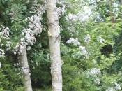 D'autres rosiers lianes