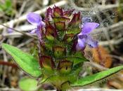Brunelle commune (Prunella vulgaris)