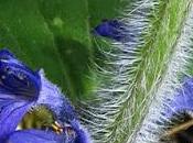 Bugle Genève (Ajuga genevensis)