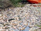 «Nous entrons dans sixième grande extinction masse»