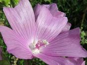 Malva moschata (Mauve musquée)