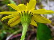Séneçon aquatique (Jacobaea aquatica)
