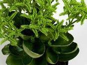 Nouveau, Kalanchoé croco