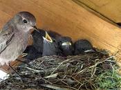 Comment changer dinosaure oiseau