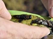 plante tueuse frelons asiatiques découverte Nantes