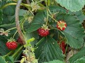 pleine cueillette fruits rouges