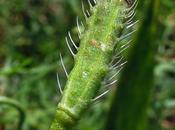 Papaver argemone (Coquelicot argémone)