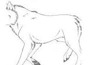 dessin loup