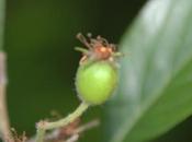 Crataegus pedicellata, bonne surprise