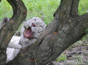 cerza (3)} Tigres Blancs Bengale