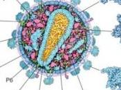 VIH: Comment bride système immunitaire PLoS Pathogens