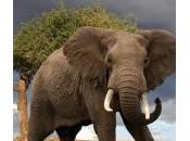 image elephant