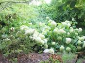 Annabelle, hydrangea exceptionnel