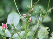 Rosa 'Fraise Bois'