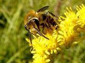 pollinisation service écologique gratuit