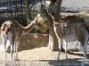 parc zoologique Paris