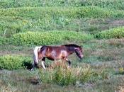 crossing field