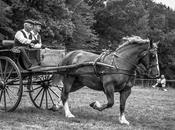 cheval breton concours d'attelage Landudec noir blanc photos)