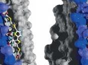 MALADIES PRIONS: composé s'incruste bloque l'agrégat Science Translational Medicine