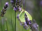 {autres photos} Papillons Giverny.