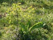 Inula