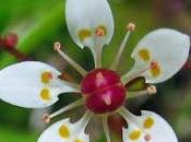 Micranthes stellaris (Saxifrage étoilé)