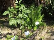 Dracunculus vulgaris
